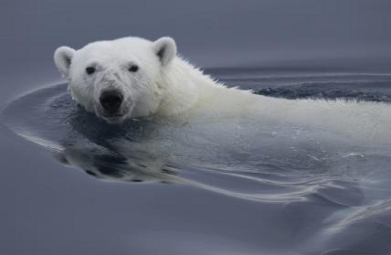 Imagen de Misión Ártico