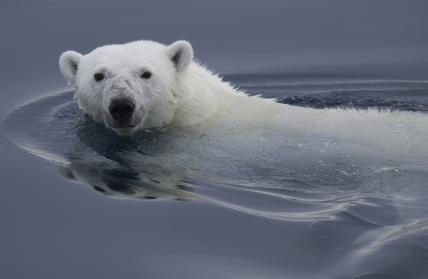 Imagen de Misión Ártico