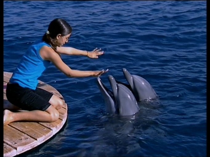 Imagen de Salvemos a los delfines
