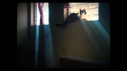 Imagen de Gatitos en casa