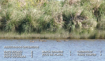 Imagen de Aves acuáticas de Mar Chiquita