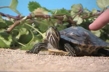 Imagen de El caparazón de la tortuga