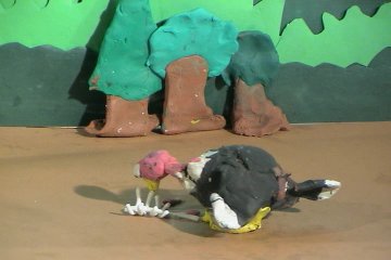Imagen de El caparazón de la tortuga